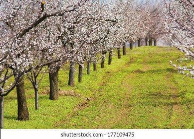 Almond Orchard Blooming At Springtime