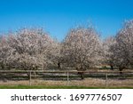 Almond Orchard in the California Countryside