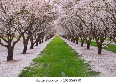 Almond Orchard Flowering Plants