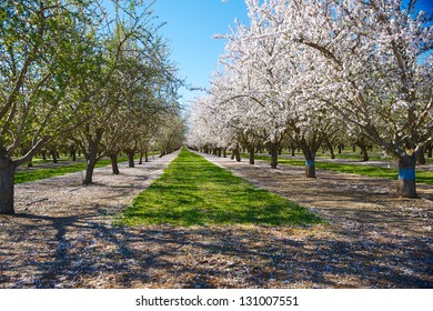 Almond Orchard In Full Bloom