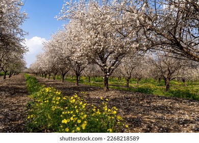 An almond orchard in full bloom - Shutterstock ID 2268218589