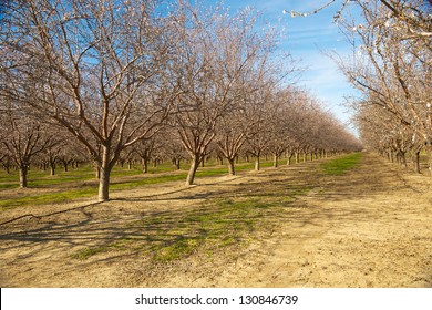 Almond Orchard Just Prior To Bloom