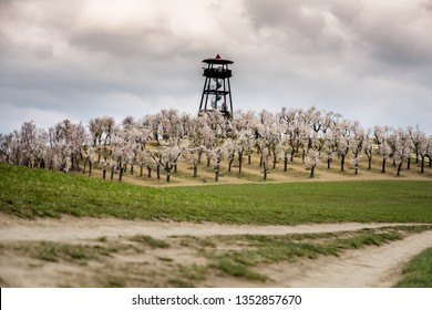 Almond orchard near Hustopece, Czech Republic, Europe