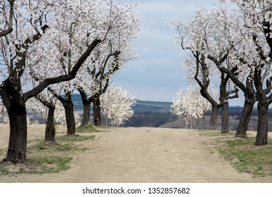 Almond orchard near Hustopece, Czech Republic, Europe