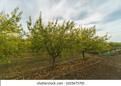 Almond Orchard Rows