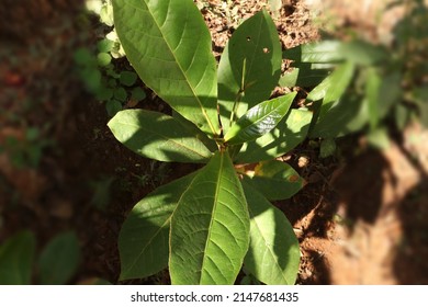 Almond Plants Leaf Top View. With White Backgrounds