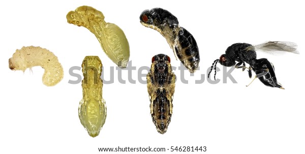 Almond Seed Wasp Eurytoma Amygdali Serious Stock Photo 546281443 ...