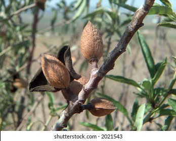 Almond tree - Shutterstock ID 2021543