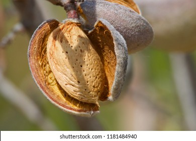 Almond tree with almonds to harvest.