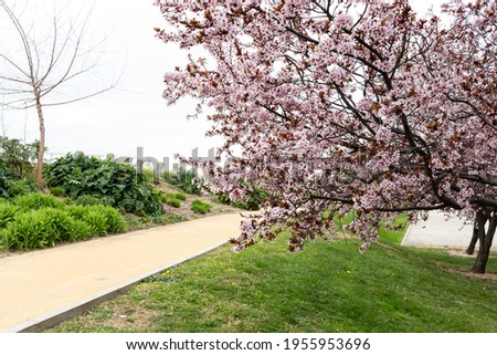 Almond tree in bloom by the side of a path, Parque Juan Carlos I in Madrid (Spain)