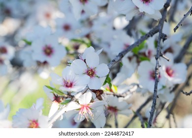 almond tree bloom, close up spring of almond tree twigs on blue sky background