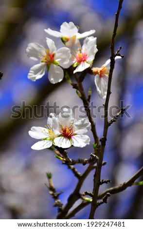 Similar – Blütenbirnenbaum mit weißen Blüten