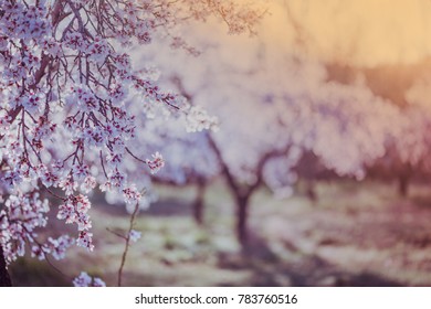 Almond tree blooming in orchard at spring in pastel colors