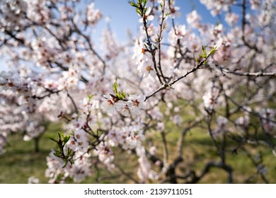 An Almond Tree Blooming (Prunus Amygdalus). Focus On Flower.