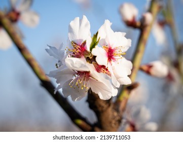 An Almond Tree Blooming (Prunus Amygdalus). Focus On Flower.