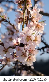 An Almond Tree Blooming (Prunus Amygdalus). Focus On Flower.