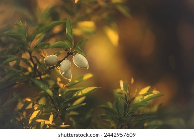 Almond tree branch with green almond fruit in Greece at sunset. Close-up of almond nuts. Background - Powered by Shutterstock