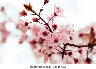 almond tree  branch in spring  