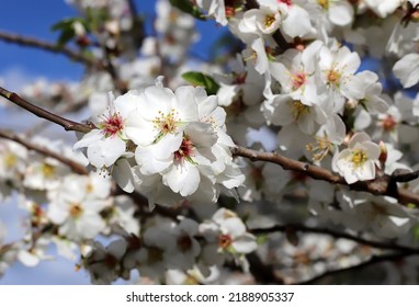 Almond tree branch with white flowers close up