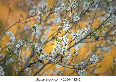 Almond Tree Branches With White Flower Blossoms On Sataf Nature Trail, Judean Hills, Israel