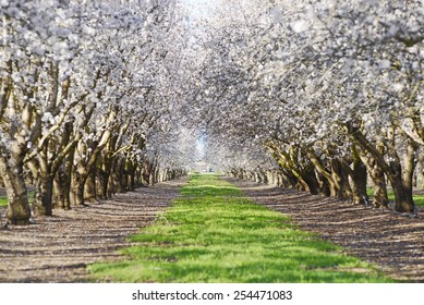 An Almond Tree Farm With Spring Blooming Near Sacramento