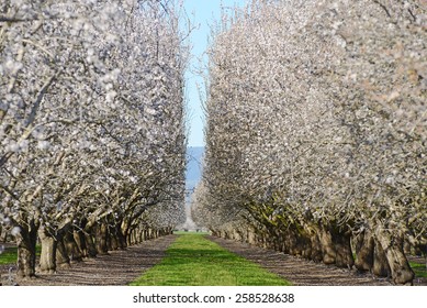 An Almond Tree Farm With Spring Blooming Near Sacramento