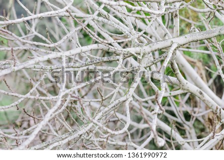 Similar – wintry XIII Nature Plant