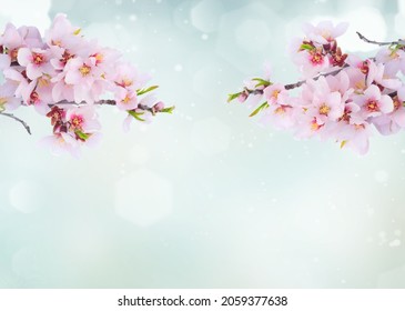 almond tree flowers on twig, spring bloom concept, copy space on soft blue background