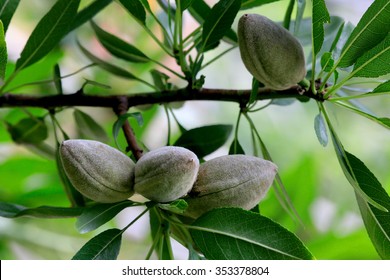 Almond tree with fruits Prunus dulcis) - Shutterstock ID 353378804