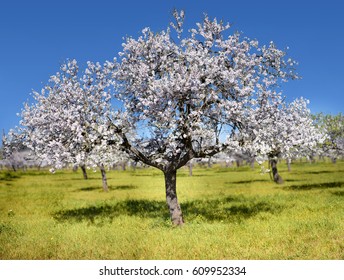 Almond Tree in Ibiza, spain