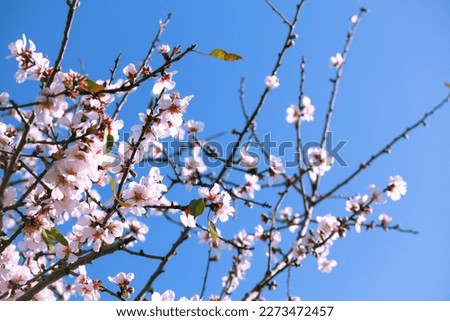 Almond tree on bloom. Spring flowers, Blossoming spring almond tree flowers on blue sky background, Copy Space.