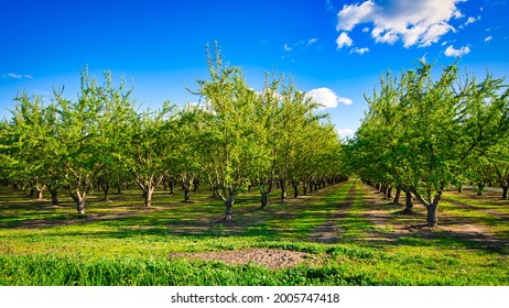 Almond Tree Orchards in Central Valley of California - Shutterstock ID 2005747418