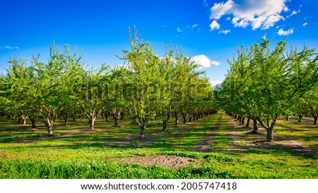 Almond Tree Orchards in Central Valley of California