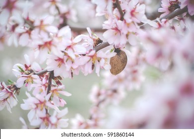 Almond Tree Pink Flowers