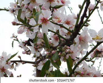 Almond Tree Or Prunus Dulcis Or Amygdalus Flowers