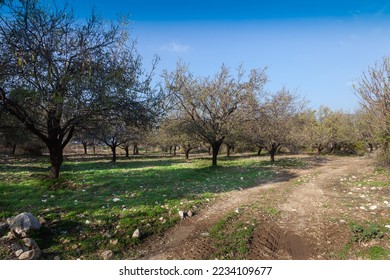 Almond trees garden in December. The landscape of almond trees with blue sky.