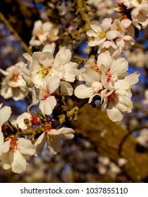 Almond Trees In Sacramento Valley