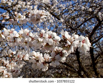 Almond Trees In Sacramento Valley