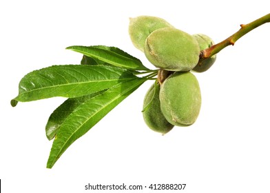 Almonds fruits on a branch. Isolated on a white background