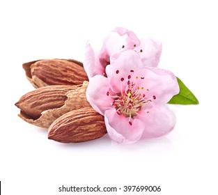 Almonds nuts with pink flowers