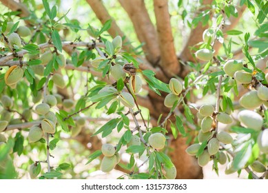 Almonds On The Tree Ready For Harvest, Harvest Season, Almond Orchard, Hull Split