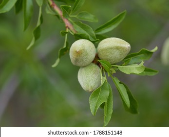 almonds tree branch with unripe fruits