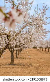 Almonds Tree Forest In Spain With Perfect Symmetry 