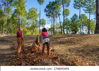 Almora, Uttrakhand/ India - June 4 2020 : Two Young Kids Cutting Tress From A Forest Using An Axe. Save Trees Concept.