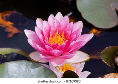 Almost Black Hardy Water Lily Stock Photo (Edit Now) 87109393