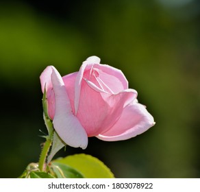 An Almost Closed Flower Of The Rosa 'Frédéric Mistral'. With A Green Background.