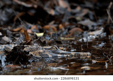 an almost completely camouflaged juvenile false gharial (asian swamp crocodile) basking on a riverside