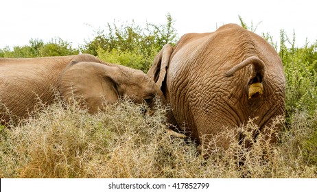 Almost done Pooping - The African bush elephant is the larger of the two species of African elephant. Both it and the African forest elephant have in the past been classified as a single species.