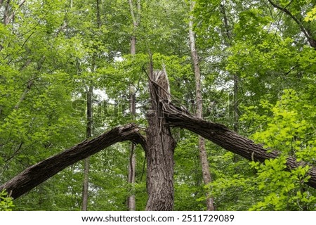 Almost evenly split tree by lightning in the forest