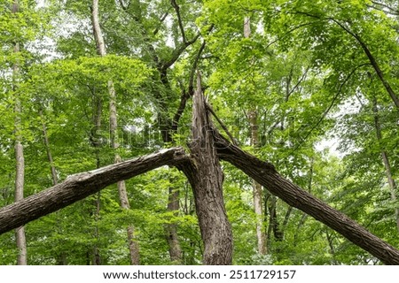 Almost evenly split tree by lightning in the forest